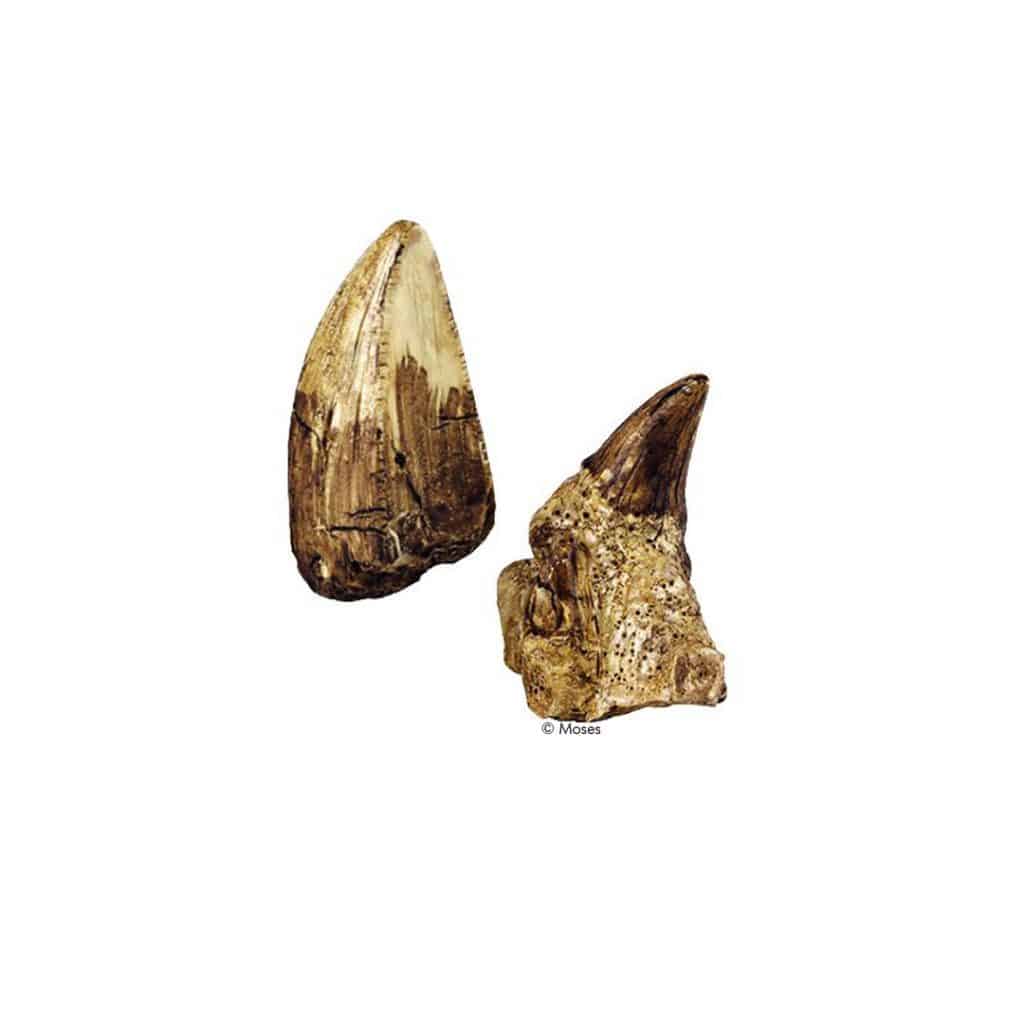 Moses-Exp. Natur Mini-Ausgrabungssets